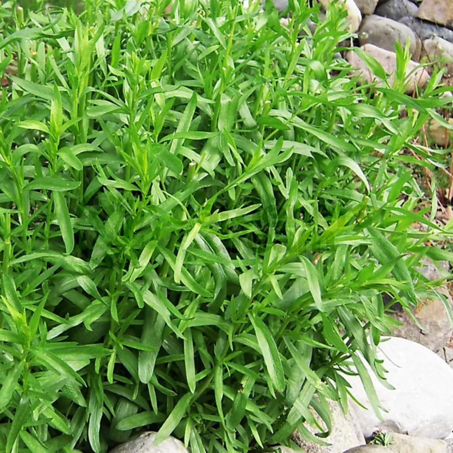 Pack 2 Tarragon Plants Live, Tarragon Herb Plant Ready to Grow, 5-9 Inch Tall, Tarragon Mint for Your Garden and Culinary Needs