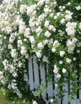Bright White Climbing Rose Live Plant, Fragrant Rose Bush Ready to Plants, Zone 5 to 9, Size 5 to 7 Inches and Bare Root