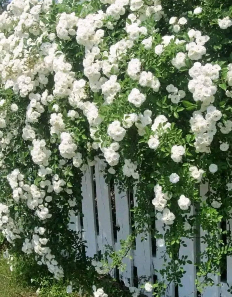 Bright White Climbing Rose Live Plant, Fragrant Rose Bush Ready to Plants, Zone 5 to 9, Size 5 to 7 Inches and Bare Root