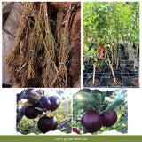 Black Apple Tree Live Plant 12-18 Inch Tall, Bareroot, Sweet Apple Plant Live for Planting, Live Apple Tree Plant, Black Apple Fruit Tree