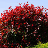 05 Dwarf Burning Bush Shrubs for Spring Planting, Bare Roots, Red Burning Bush Rooted Cuttings 4-10" in Tall