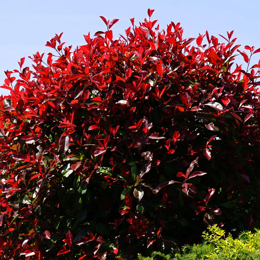 05 Dwarf Burning Bush Shrubs for Spring Planting, Bare Roots, Red Burning Bush Rooted Cuttings 4-10" in Tall