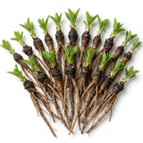 15 Comfrey Roots for Planting - Live Bocking 14 Comfrey Root Cuttings, Perennial Comfrey Roots for Garden Growing, 2-5" Root