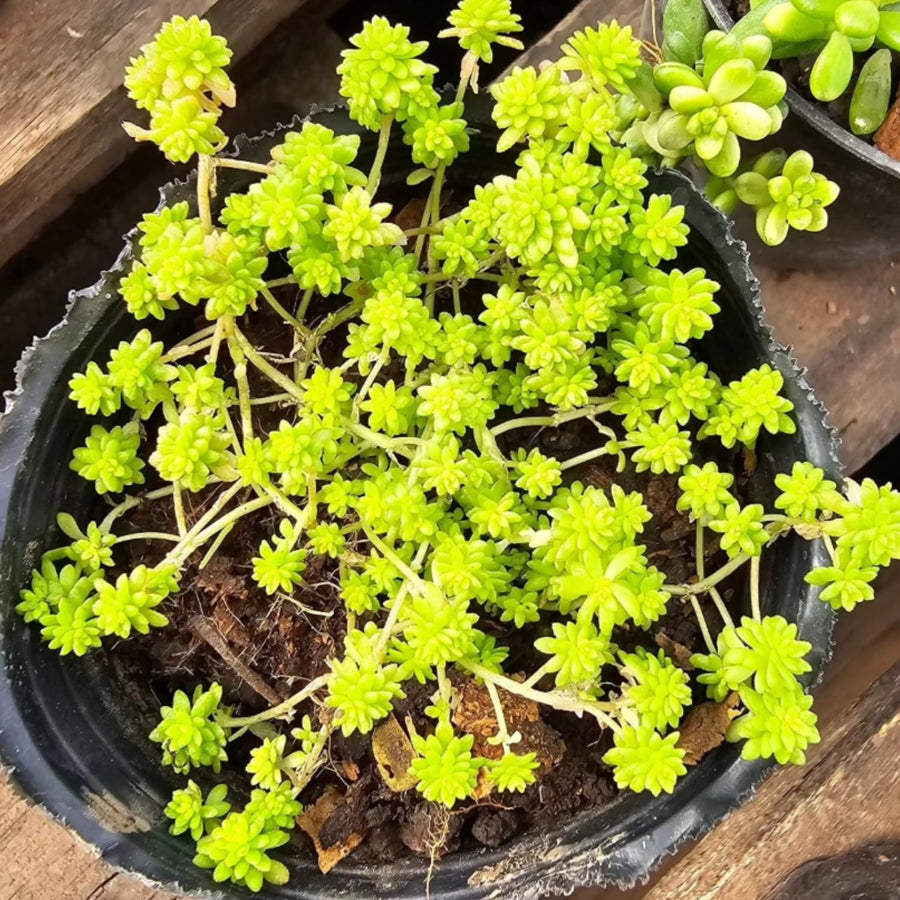 Sedum Succulent Plant Live, Succulent Live Plant, Fully Rooted Succulent Live in 4 Inc Pot, House Plant for Home Office