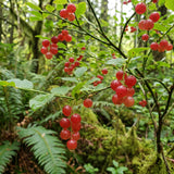 Huckleberry Bush Plant 6-12 Inches, Sweet Huckleberries Tree, Ready to Grow Indoor Outdoor, Well Rooted Potted Plant