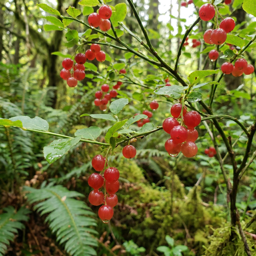 Huckleberry Bush Plant 6-12 Inches, Sweet Huckleberries Tree, Ready to Grow Indoor Outdoor, Well Rooted Potted Plant