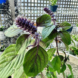 6 African Blue Basil Plants Live, 4 to 6 Inc in Height, Live Basil Plants Outdoors Indoors Gardening