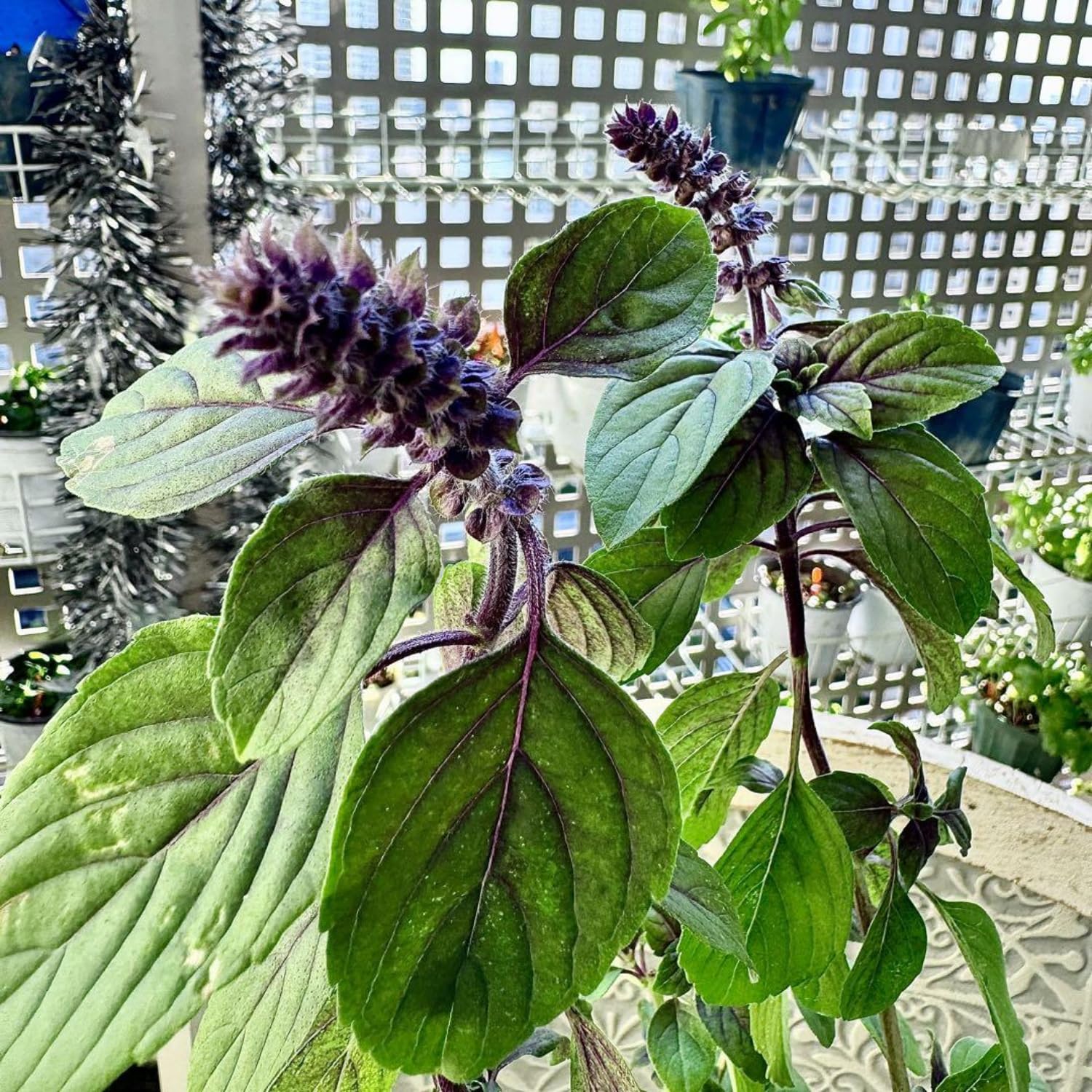 6 African Blue Basil Plants Live, 4 to 6 Inc in Height, Live Basil Plants Outdoors Indoors Gardening