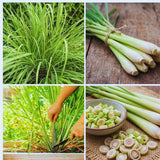 2 Lemon Grass Live Plants, Lemongrass Plant Herb Plant from 7 inches Tall, Lemongrass Plants Live for Home Garden Patio