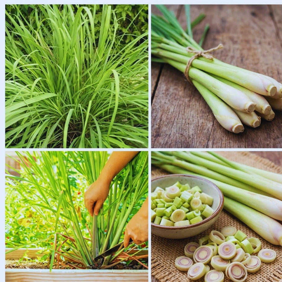 2 Lemon Grass Live Plants, Lemongrass Plant Herb Plant from 7 inches Tall, Lemongrass Plants Live for Home Garden Patio