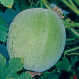 50 Mixed Gourd Seeds for Planting, Assorted Gourd Vegetable Seeds, Garden Seeds for Outdoor Growing