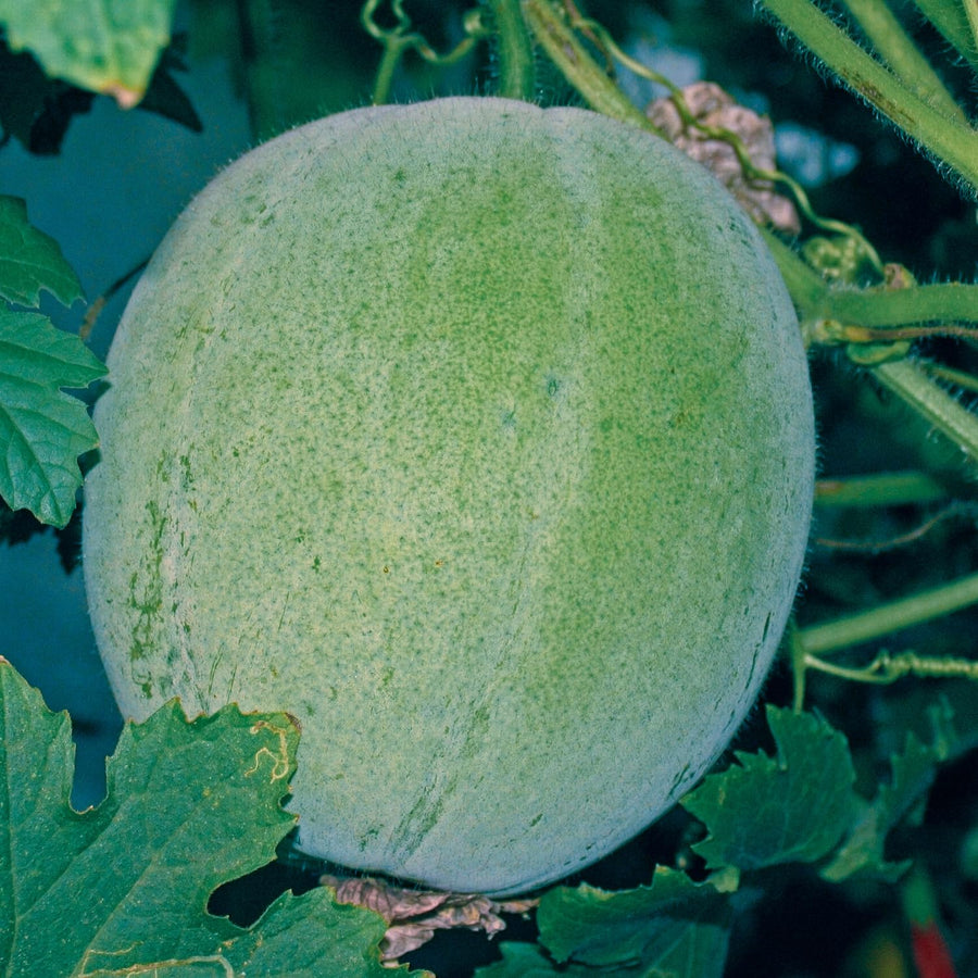 50 Mixed Gourd Seeds for Planting, Assorted Gourd Vegetable Seeds, Garden Seeds for Outdoor Growing