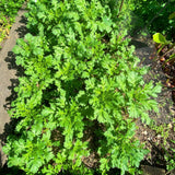 2000 Tan O Seeds, Chrysanthemum Greens, Vegetable Seeds for Planting Indoor Outdoor Garden
