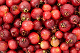 Guava Tree Live Plant, Red Guava Plant Live for Planting, 8 to 12 Long, Half Gallon Pot
