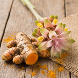 10 Turmeric Roots for Planting, Curcuma Turmeric Plant Rhizomes, Tropical Garden Plant for Outdoor or Indoor Container Growing