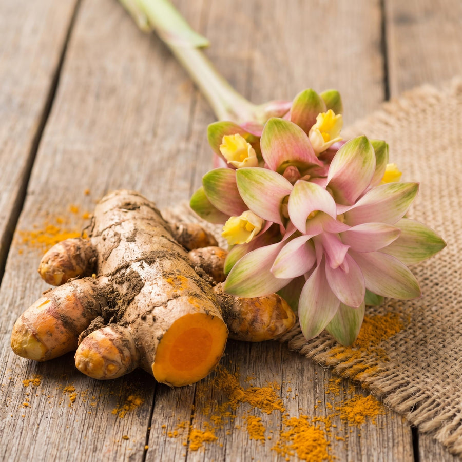 10 Turmeric Roots for Planting, Curcuma Turmeric Plant Rhizomes, Tropical Garden Plant for Outdoor or Indoor Container Growing