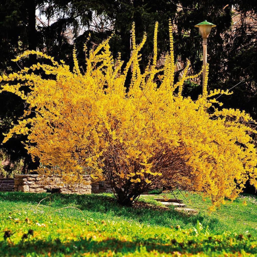 Forsythia Lynwood Gold Tree Live Plant, Forsythia Bush Live Plant, 8-10 Inches Tall in Quart Pot for Outdoor Planting, Dormant in Winter