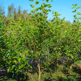 Dwarf Mulberry Plant Live - Size 5-9 Inch Tall - Sweet Mulberry Tree Live Plant
