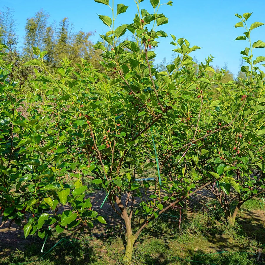 Dwarf Mulberry Plant Live - Size 5-9 Inch Tall - Sweet Mulberry Tree Live Plant