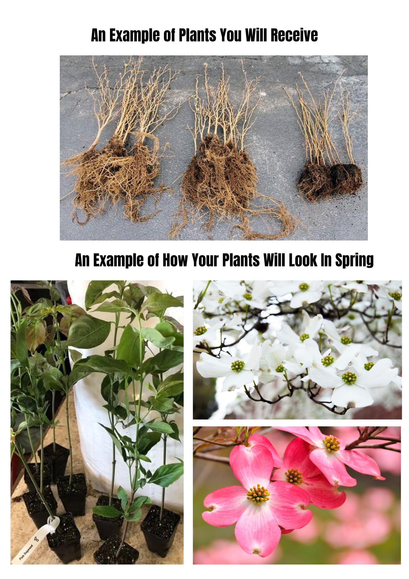 2 Pink Dogwood Trees Shrubs Bushes in 2.5 Inch Pot, Dogwood Trees Live Plants for Planting Outside, Flowering Dogwood Trees Plants Live for Outdoor Planting