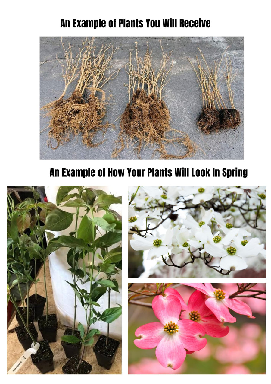 2 White Flowering Dogwood Trees Shrubs Bushes, Bare Root, 12-18" Dormant Dogwood Trees Live Plants for Planting Outside