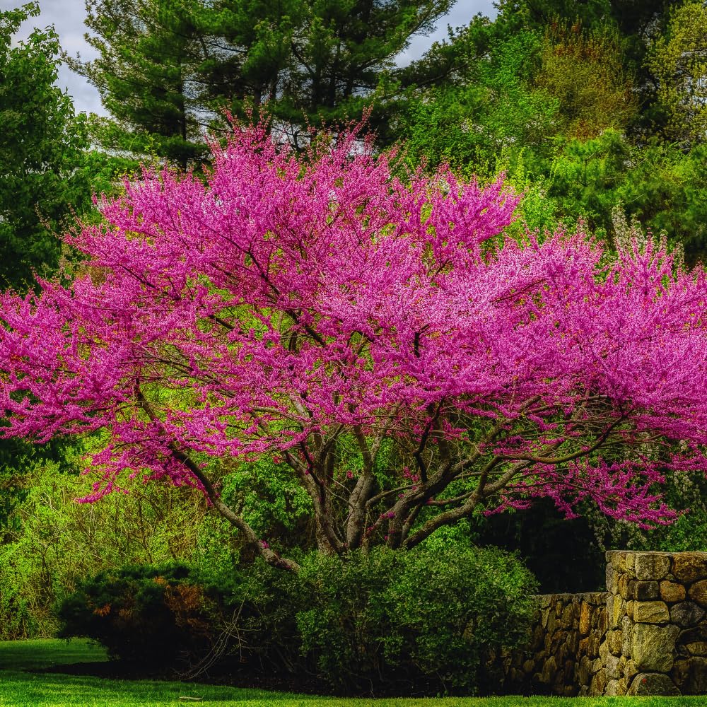 Redbud Tree Live Plant Bare Root, Red Bud Plant Live, 1 Year Olds, 12 to 18 Inc Long, Hardy Shrub Plant