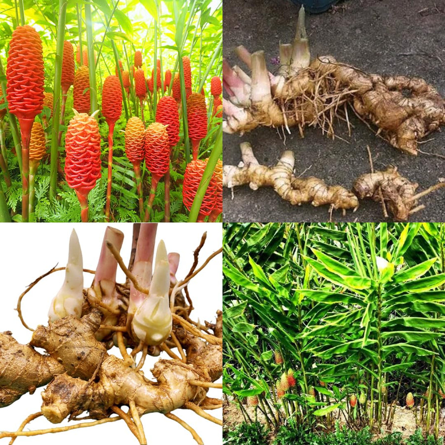 8 Shampoo Ginger Roots, Awapuhi Zingiber Zerumbet Pinecone Ginger Rhizomes, Fresh Ginger Lily Plant, Large Size