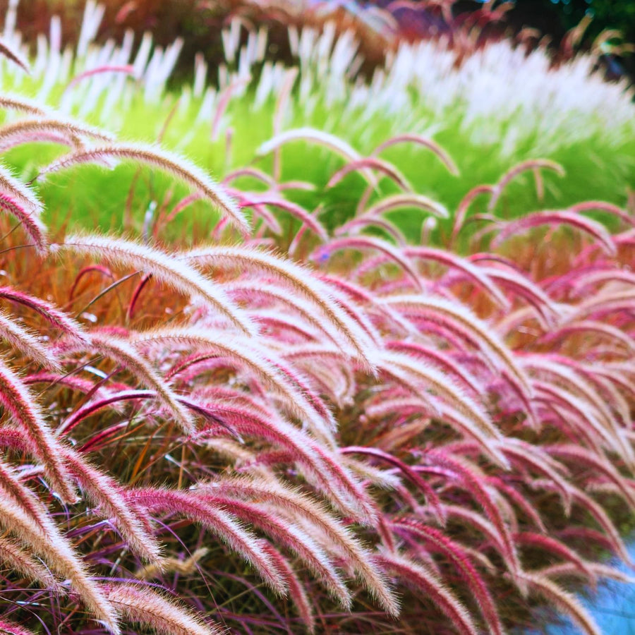 2 Ornamental Grass Plants - Mix Fountain Grasses Live Plants Perennial - 5-9 Inc Tall - Live Grass Seedlings Indoor Outdoor