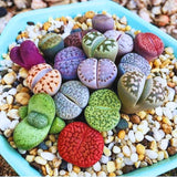 20 Multicolor Lithops Plants Live, Mix Lithops Succulents Plants Live, Rare Living Stones Indoor Outdoor Plant, Bare Root Without Pot and Soil