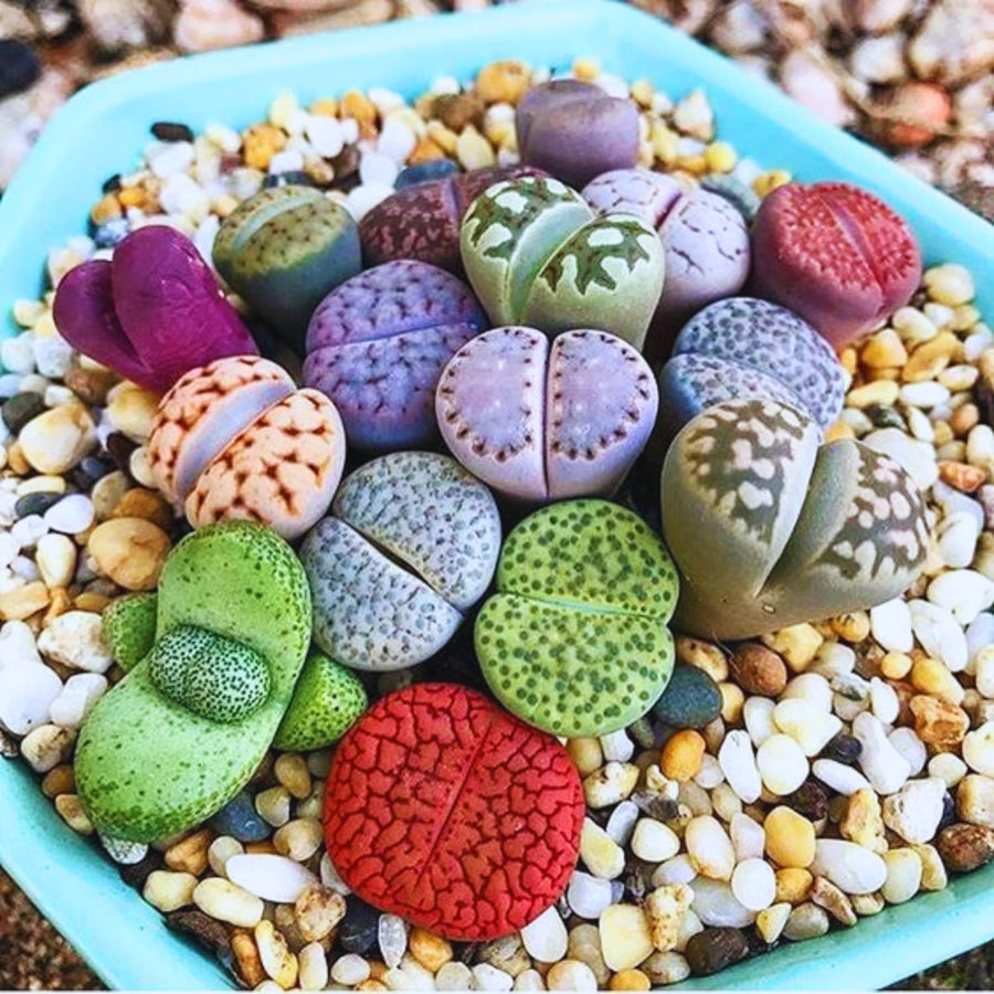 20 Multicolor Lithops Plants Live, Mix Lithops Succulents Plants Live, Rare Living Stones Indoor Outdoor Plant, Bare Root Without Pot and Soil