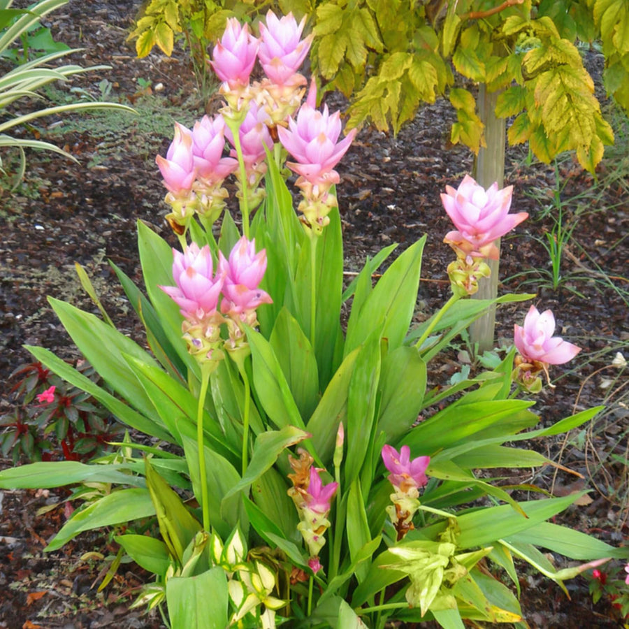 Pack 2 Curcuma Turmeric Ginger Plants Live 5 to 9 Inch Tall, Turmeric Live Plants, Ornamental Flowers
