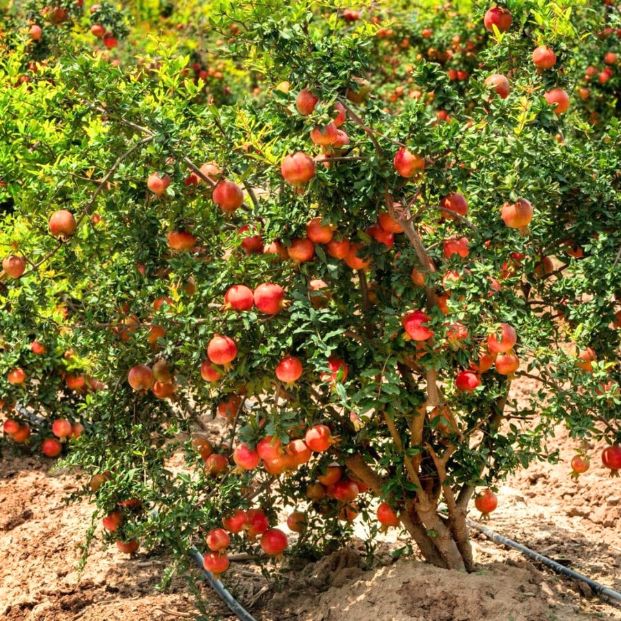 Red Pomegranate Tree Plant Live in 4" Pot, Sweet Red Pink Color for Spring Planting