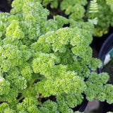 Live Parsley Plants, Parsley Plant Live for Planting Outdoor Garden, 4 to 6 Inches Tall in Pot