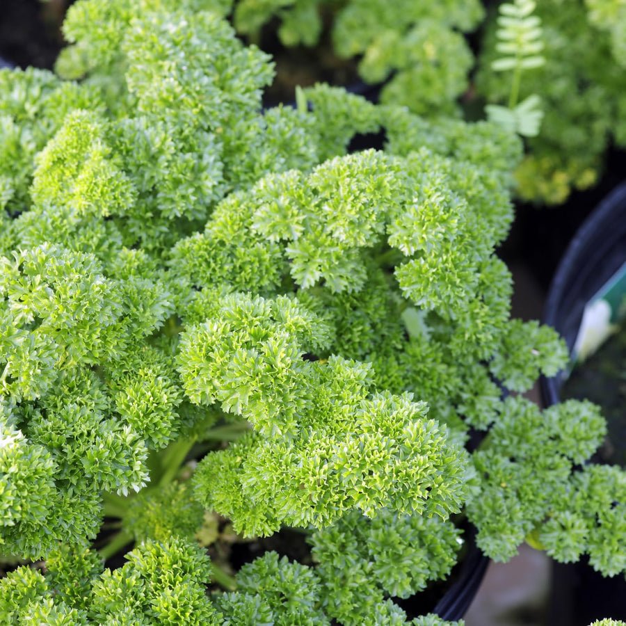 Live Parsley Plants, Parsley Plant Live for Planting Outdoor Garden, 4 to 6 Inches Tall in Pot