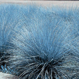 Set 2 Fescue Grass Plants Live, Ornamental Grasses Live Plants Perennial, No Pot, Live Grass Plant for Planting, 5-9" in Tall