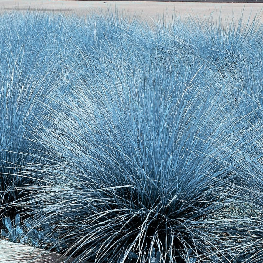 Set 2 Fescue Grass Plants Live, Ornamental Grasses Live Plants Perennial, No Pot, Live Grass Plant for Planting, 5-9" in Tall