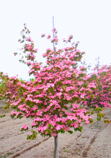 Pack 2 Pink Dogwood Trees Shrubs Bushes, 6-12" Dogwood Trees Live Plants for Planting Outside, Flowering Dogwood Trees Plants, Dormant