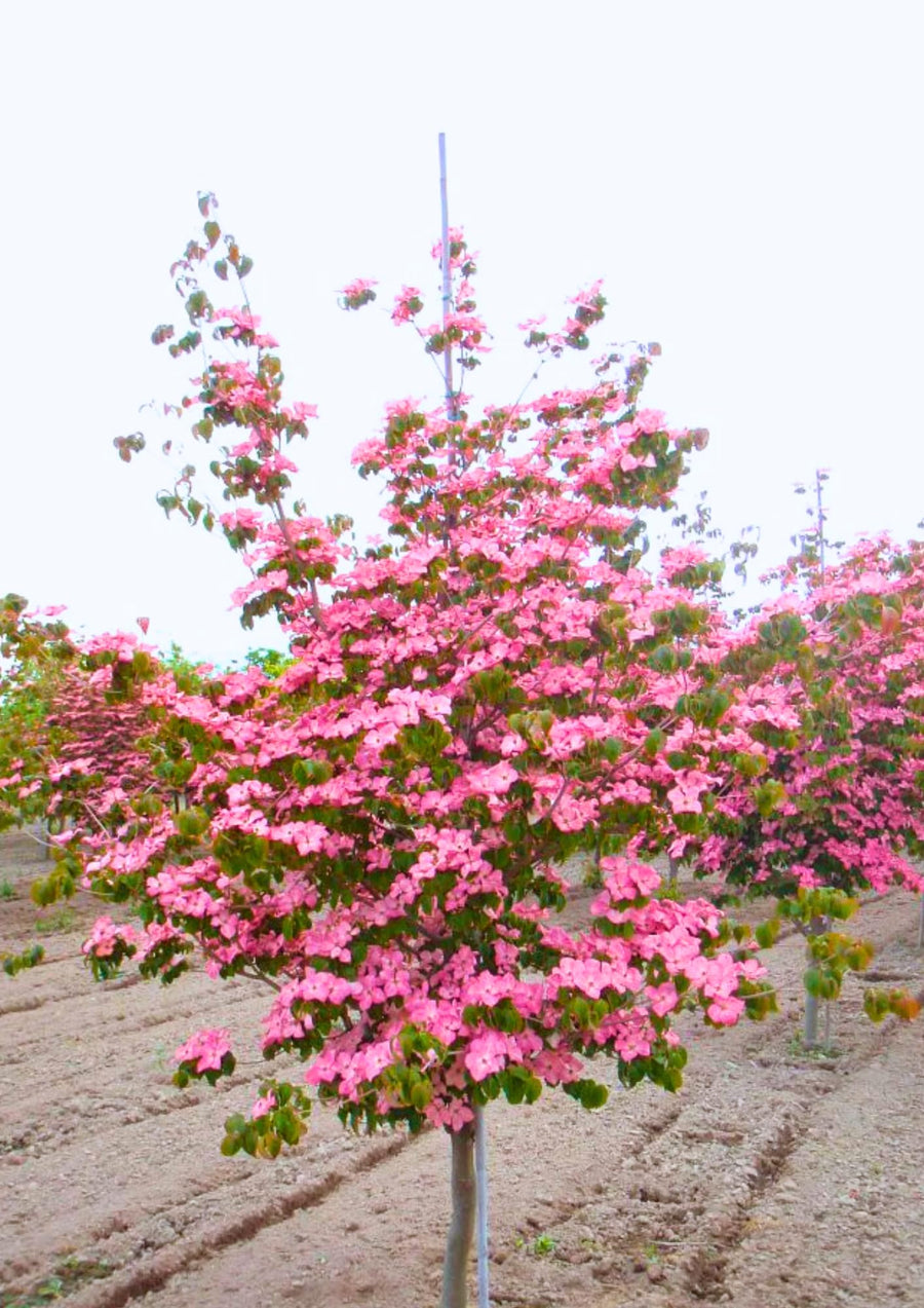Pack 2 Pink Dogwood Trees Shrubs Bushes, 6-12" Dogwood Trees Live Plants for Planting Outside, Flowering Dogwood Trees Plants, Dormant