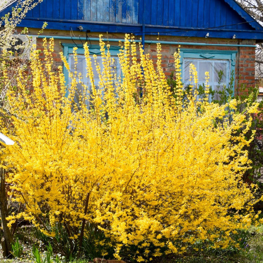 Forsythia Lynwood Gold Tree Live Plant, Forsythia Bush Live Plant, 8-10 Inches Tall in Quart Pot for Outdoor Planting, Dormant in Winter