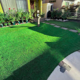 Set 30000 Emerald Zoysia Grass Seeds, Zoysia Grass Seeds, Dense Green Lawn, Low Maintenance Lawn Seed for Outdoor Garden