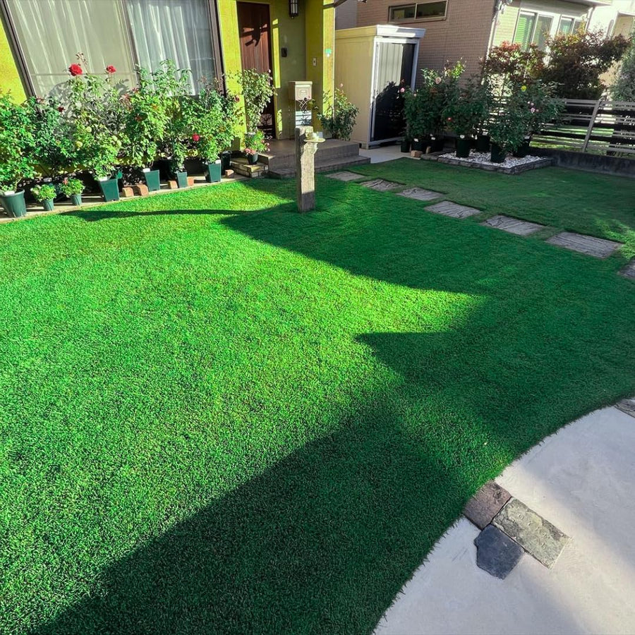 Set 30000 Emerald Zoysia Grass Seeds, Zoysia Grass Seeds, Dense Green Lawn, Low Maintenance Lawn Seed for Outdoor Garden