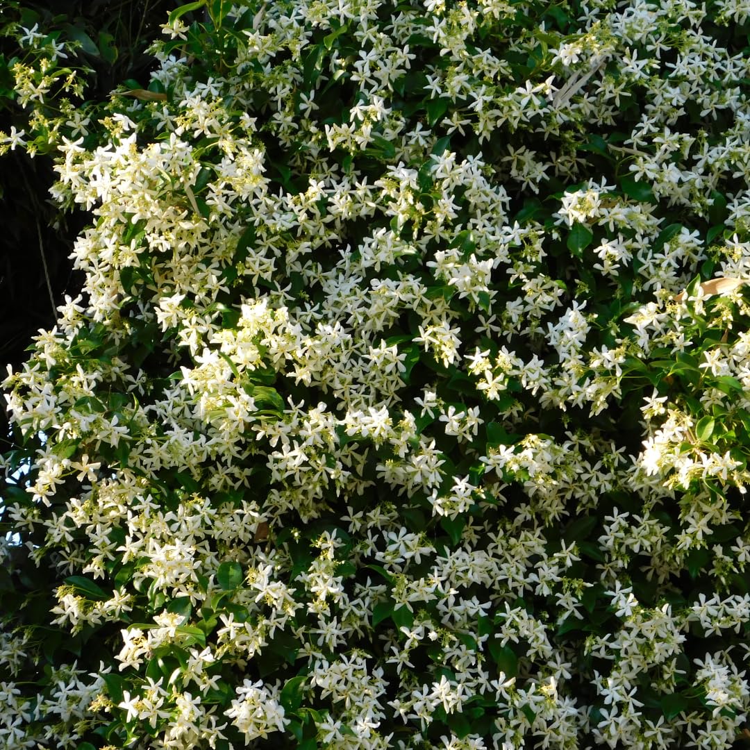 Live Jasmine Plant, White Jasmine Flower, Fragrant Climbing Vine, 4-7 Inches Tall, Ready for Planting (Star Jasmine)