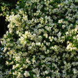 Live Jasmine Plant, White Jasmine Flower, Fragrant Climbing Vine, 4-7 Inches Tall, Ready for Planting (Star Jasmine)