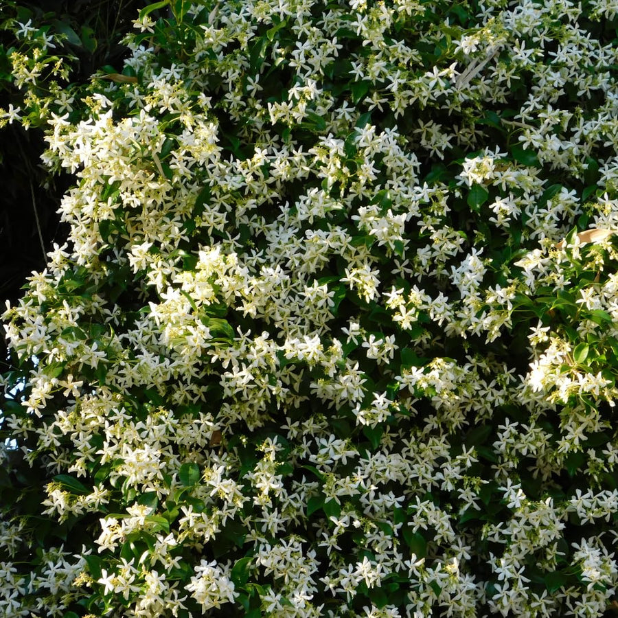 Live Jasmine Plant, White Jasmine Flower, Fragrant Climbing Vine, 4-7 Inches Tall, Ready for Planting (Star Jasmine)