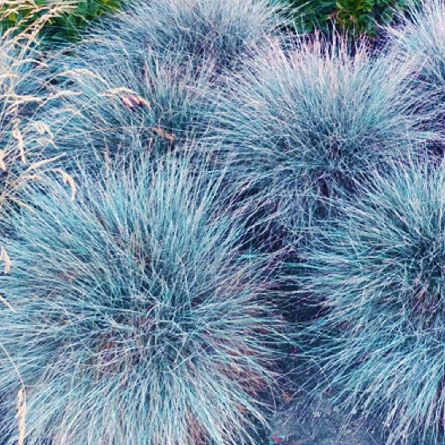 1 Blue Fescue Grass Plant Live for Planting, Ornamental Grass Perennial Garden 5-10 Inch Tall