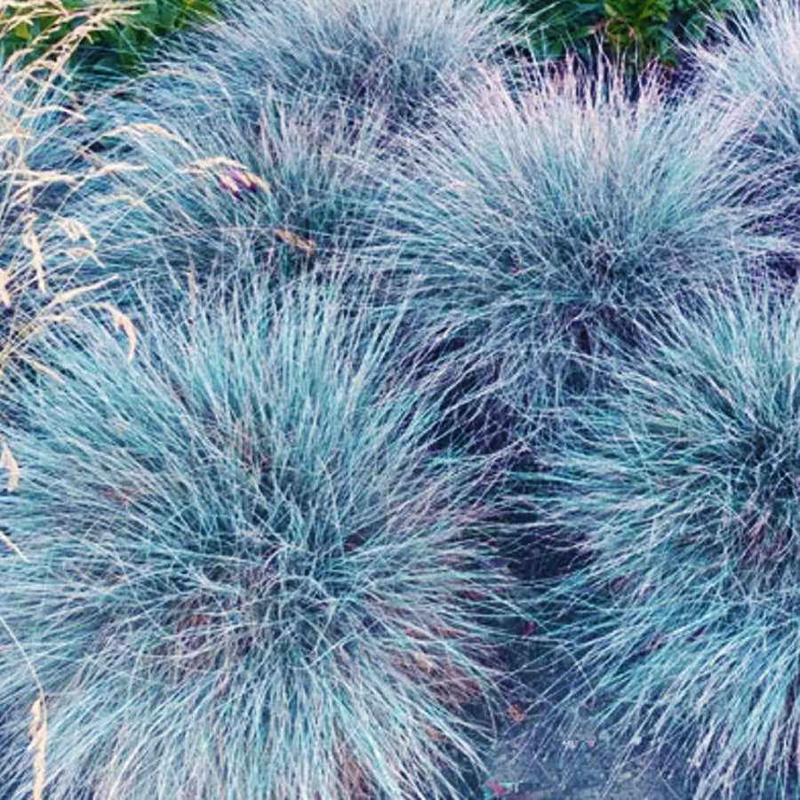 1 Blue Fescue Grass Plant Live for Planting, Ornamental Grass Perennial Garden 5-10 Inch Tall