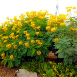 Yellow Mexican Bird of Paradise Plant Live in Pot, Well-Rooted Seedling for Outdoor Growing, Peacock Plant