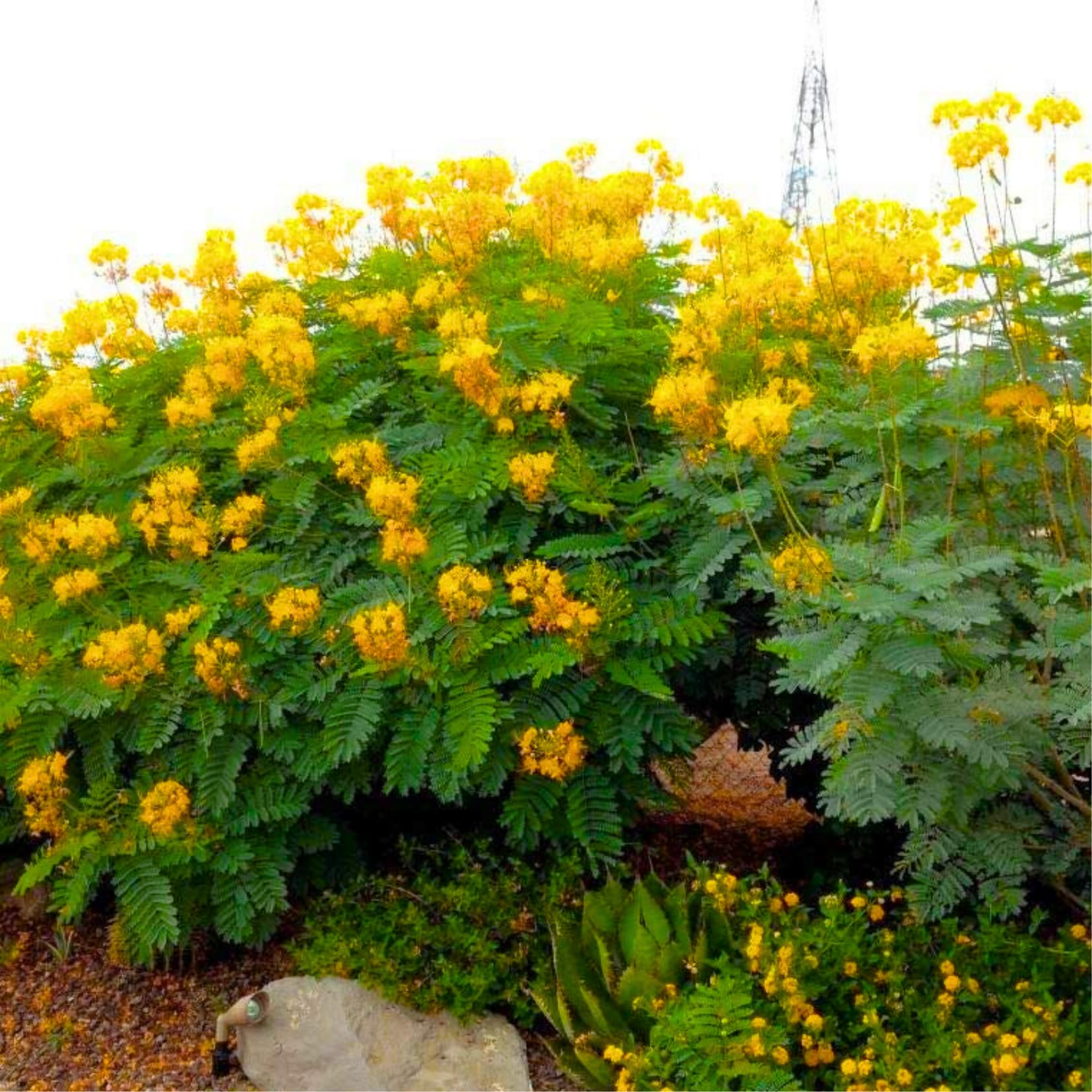 Yellow Mexican Bird of Paradise Plant Live in Pot, Well-Rooted Seedling for Outdoor Growing, Peacock Plant