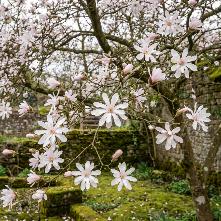 Magnolia Tree Live Plant in 2.5'' Pot, Magnolia Starter Tree, Ornamental Flowering Tree, Outdoor or Container Growing (White Magnolia)