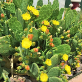 Green Prickly Pear Cactus Plant Live, Prickly Pear Cactus Live Plant Pot for Gardening